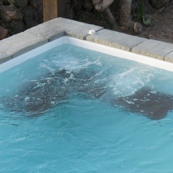 Hydromassage jets